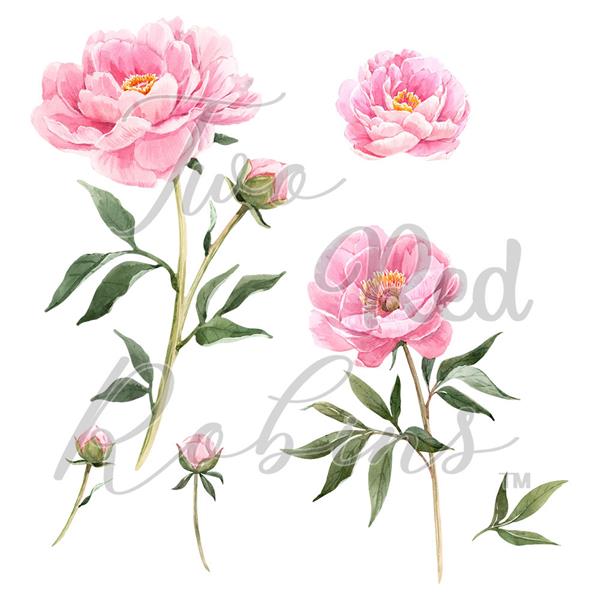 Two Red Robins Flower of the Month Peony Artwork Pack Download - 427170